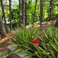 cedar ป่าสน cafe' @ เขาค้อ เขาค้อ