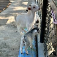 Safari Park สวนสัตว์เปิดซาฟารีปาร์ค กาญจนบุรี