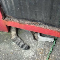 นมสดป้ายแดง บ่อวิน