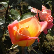 บรรยากาศ บ้านม้งดอยปุย