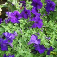 บรรยากาศ บ้านม้งดอยปุย