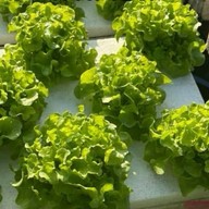 ผักสลัดไฮโดรโปนิกส์/ผักปลอดสารMattyFarm