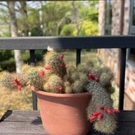 Little Forest Coffee House  แก่งกระจาน