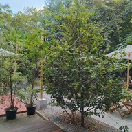 บรรยากาศ มิตร Mitt Restaurant & Space อารีย์