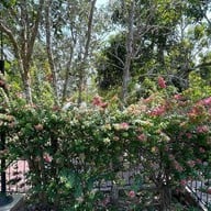 Little Forest Coffee House  แก่งกระจาน