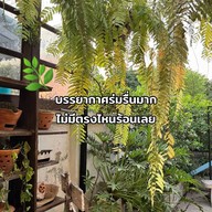 ข้าวปีกไก่ปาปริก้า-บีโคซี่เรสท์คาเฟ่-ซ.หลังเบอร์ด็อก(สาย2ซอย2) Bangsaen