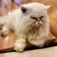 เจ้หมวยแจ่วฮ้อน จิ้มจุ่มอีสาน