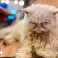 เจ้หมวยแจ่วฮ้อน จิ้มจุ่มอีสาน