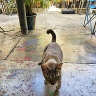 The Green Craft House