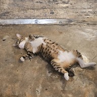 The Green Craft House