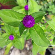 ศาลหลักเมืองสระบุรี