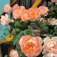 Ban Suan Kratom Cafe & Resort