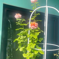 Ban Suan Kratom Cafe & Resort