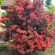 บรรยากาศ จุฑามาศรีสอร์ท