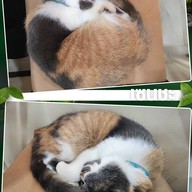 Sensha Cafe & Eatery Halal