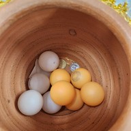 วัดเครือวัลย์