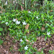 บรรยากาศ สวนประชาสุขใจ