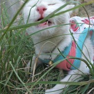 บรรยากาศ กินติม ดูควาย