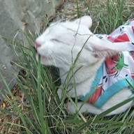 บรรยากาศ กินติม ดูควาย