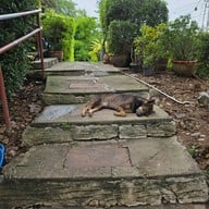 ส้มตำกระเพราแซบเว้อ สาขา1