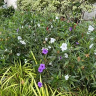 บรรยากาศ สวนประชาสุขใจ