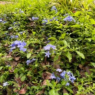 บรรยากาศ สวนประชาสุขใจ