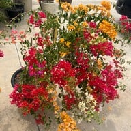 The Root Cup เดอะ รูท คัพ บ่อวิน