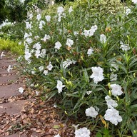 บรรยากาศ สวนประชาสุขใจ