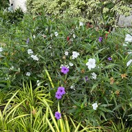 บรรยากาศ สวนประชาสุขใจ