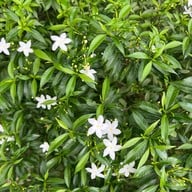 โฮมสเตย์บ้านนาต้นจั่น