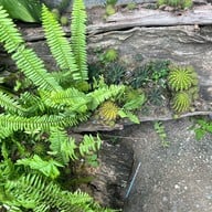 โฮมสเตย์บ้านนาต้นจั่น