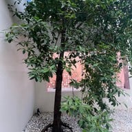 The Summer Coffee Company SCC OLD TOWN