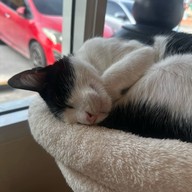Katze Cafe คัทเซ่อะ คาเฟ่