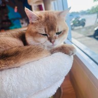Katze Cafe คัทเซ่อะ คาเฟ่