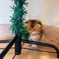 Katze Cafe คัทเซ่อะ คาเฟ่