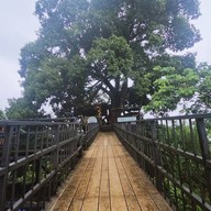 บรรยากาศ Tree Cups Phang Nga Coffee