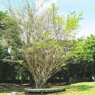 บรรยากาศ The Village Farm To Cafe’