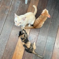 All Hotels SIWALAI Hill Villa [ a typical bungalow-style resort ] located in Nong Prue, Kanchanaburi province.