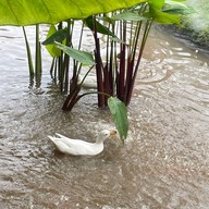 Blink Me Bunny Cafe' & Bistro -