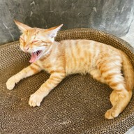 All Hotels SIWALAI Hill Villa [ a typical bungalow-style resort ] located in Nong Prue, Kanchanaburi province.