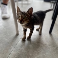 Blink Me Bunny Cafe' & Bistro -