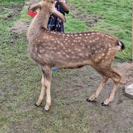 Blink Me Bunny Cafe' & Bistro -