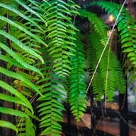 พักแป๊ปคาเฟ่