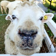 The Scenery Vintage Farm And Resort