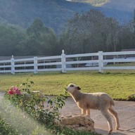 The Scenery Vintage Farm And Resort