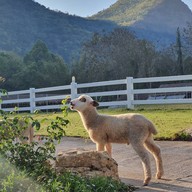 The Scenery Vintage Farm And Resort