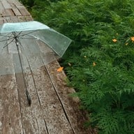 กระเพรา & coffee