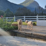 The Scenery Vintage Farm And Resort