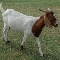 เขื่อนป่าสักชลสิทธิ์