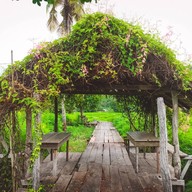 กระเพรา & coffee